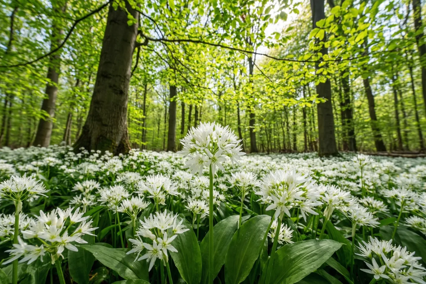 Een zonnige open plek in het bos is bedekt met witte daslookbloemen onder het frisgroene bladerdak van beuken.