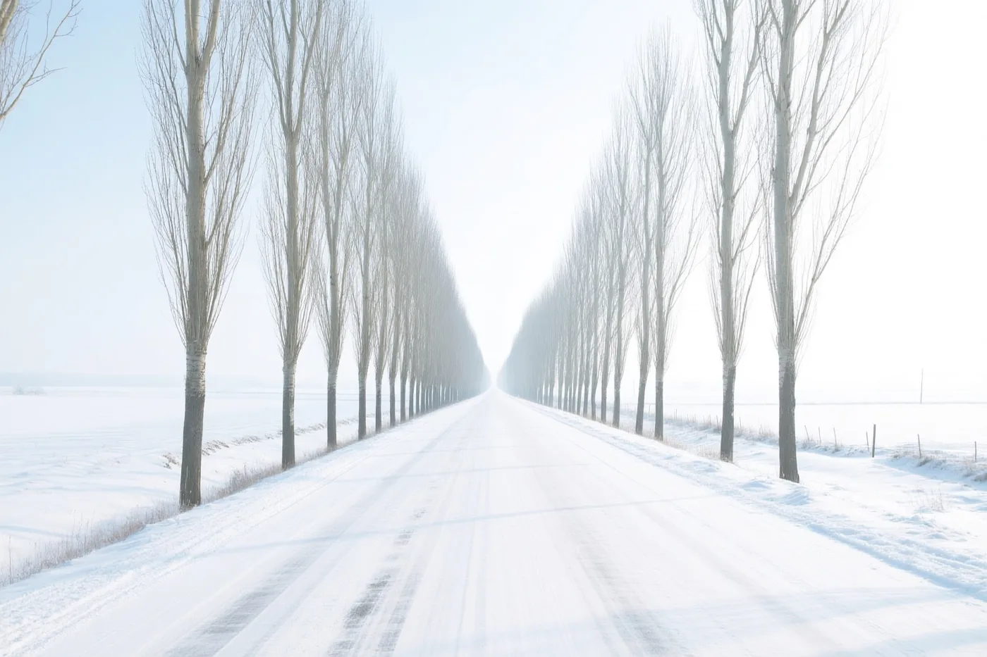 Een besneeuwde landweg loopt recht de verte in tussen hoge, kale populieren in helder, koel wit en lichtblauw licht.