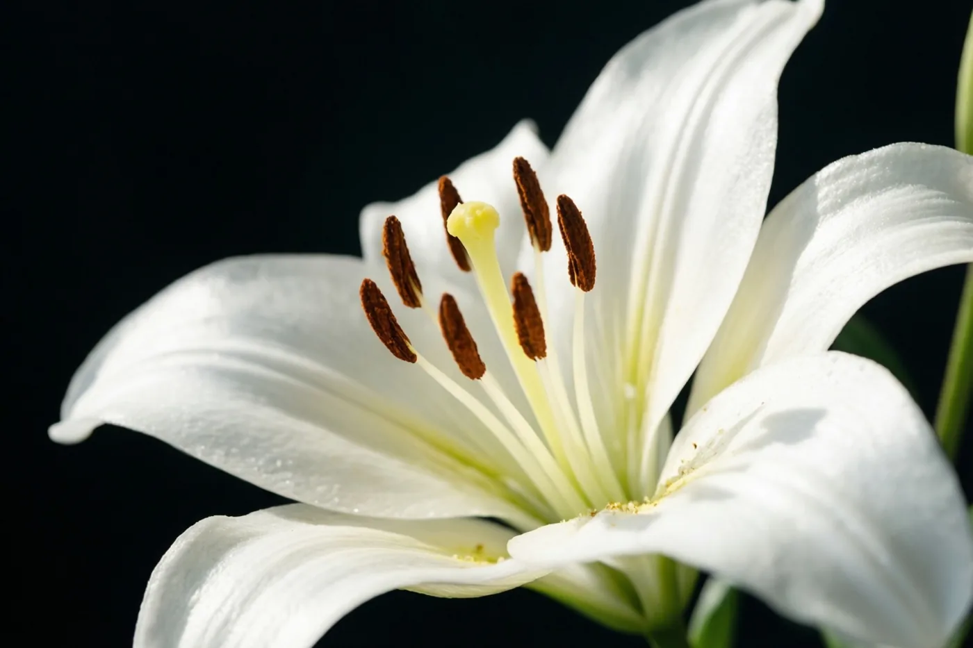 Een witte lelie met zichtbare meeldraden is van dichtbij gefotografeerd tegen een effen zwarte achtergrond, met licht op de fijne bloemblaadjes.
