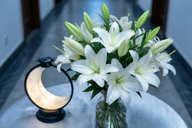 Witte lelies voor je feest