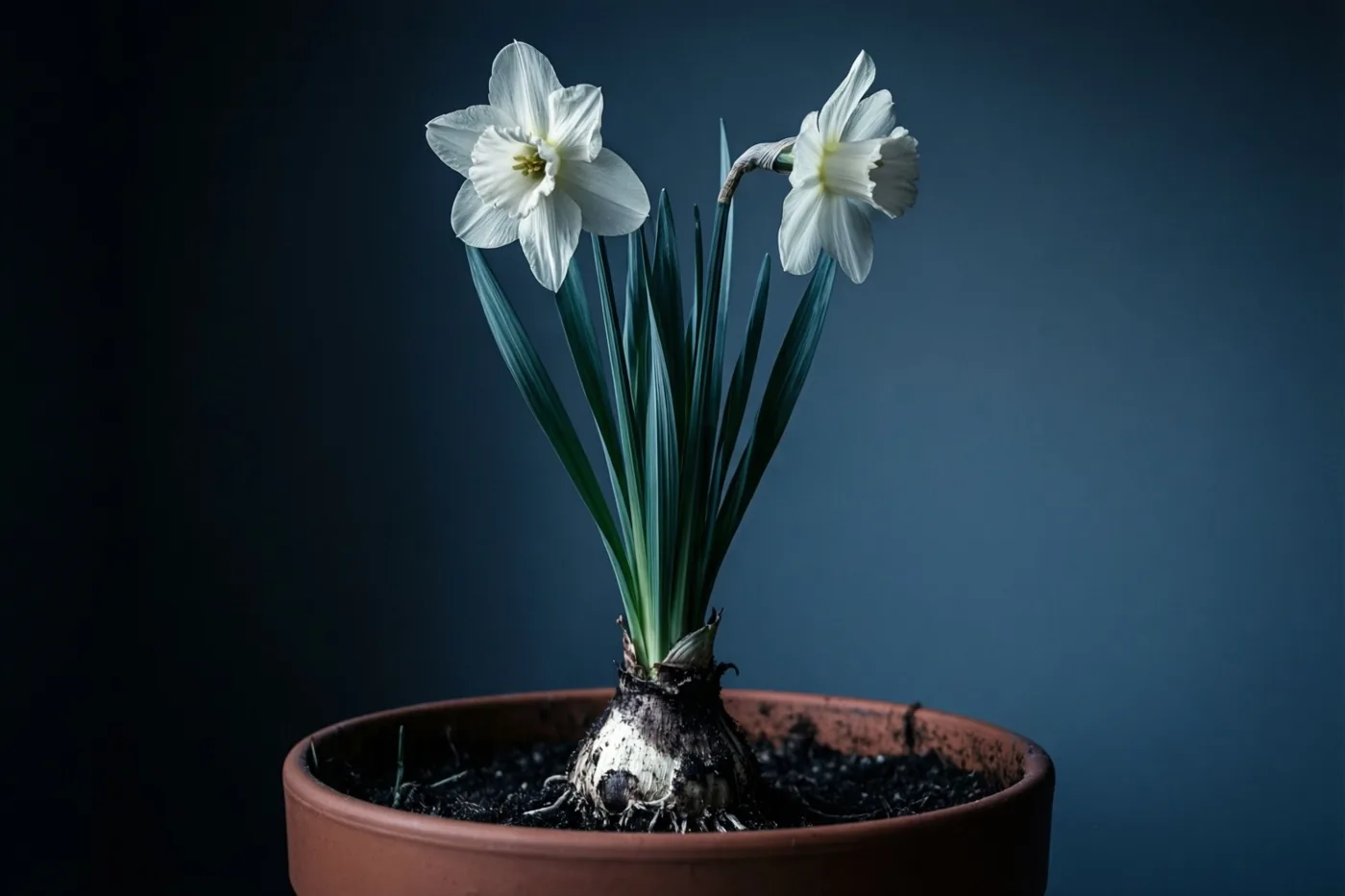 Twee witte narcissen bloeien uit één bol in een terracotta pot tegen een donkerblauwe achtergrond met kleurverloop.