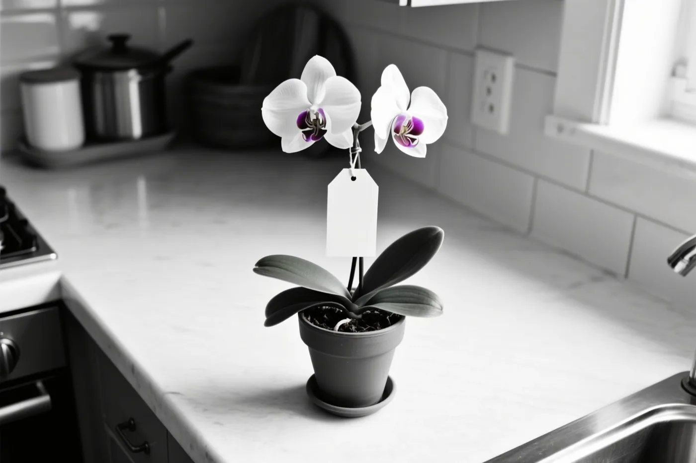 Een orchidee in een pot met twee witte bloemen en een blanco papieren kaartje staat op een licht keukenwerkblad in zwart-wit, met alleen de paarse bloemharten in kleur.