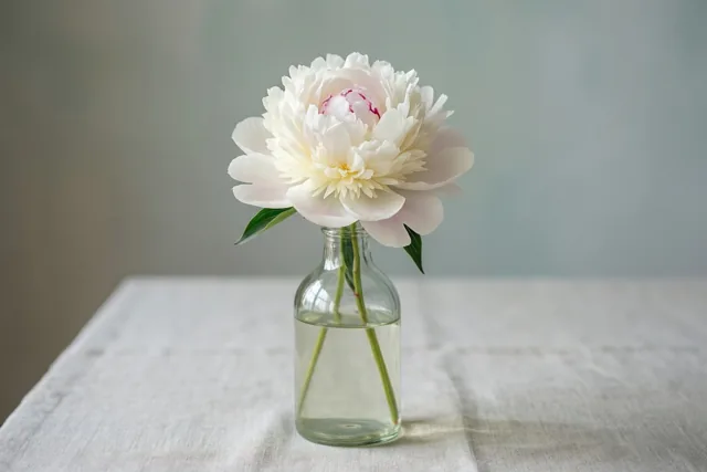 Een witte pioenroos met subtiele roze accenten staat in een doorzichtige fles met water op wit linnen, met een zachte onscherpe achtergrond.