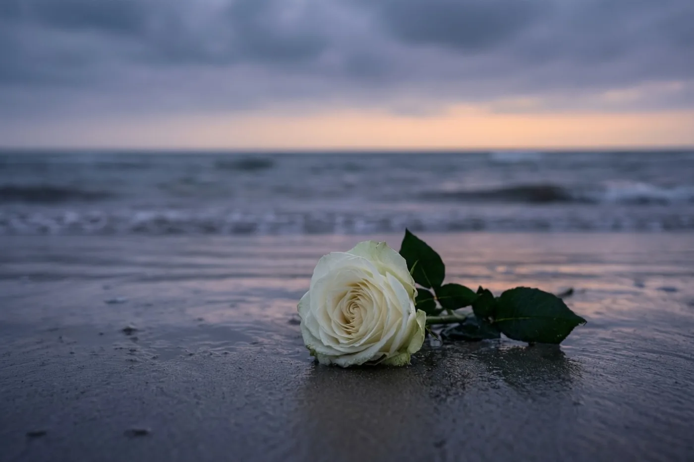 Een witte roos ligt op nat zand aan een kalme grijze zee onder een bewolkte hemel, in gedempte grijze en blauwe tinten met zacht perzikkleurig licht bij de horizon.