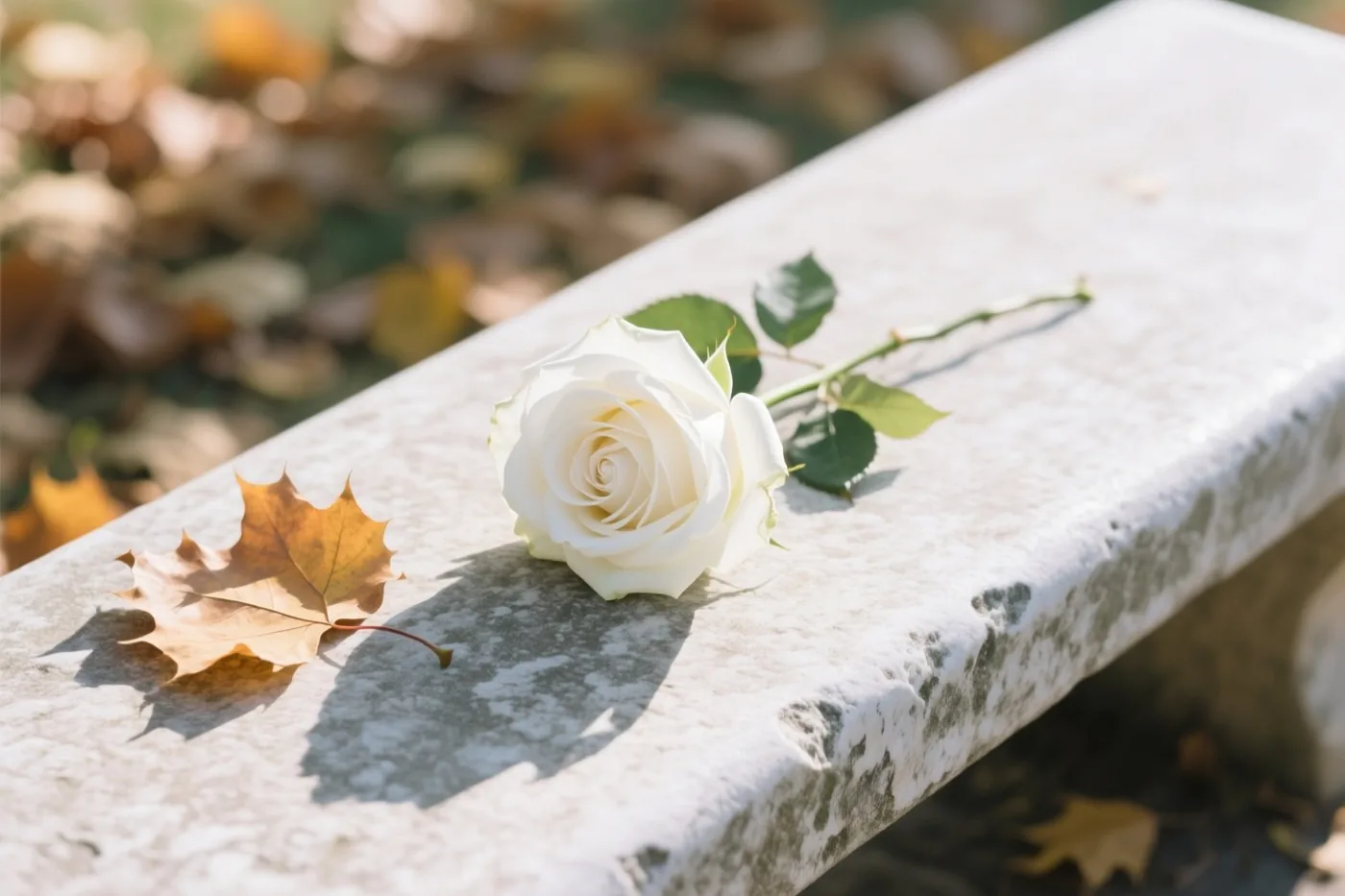 Een witte roos met groene bladeren ligt op een verweerde stenen bank onder herfstbladeren, met zachte schaduwen in warm zonlicht.