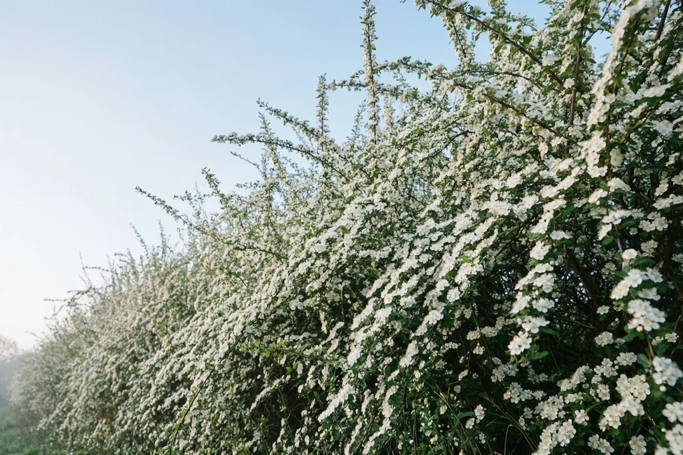 Een dichte haag met witte sleedoornbloesems strekt zich uit onder een lichtblauwe hemel in zacht, koel ochtendlicht.