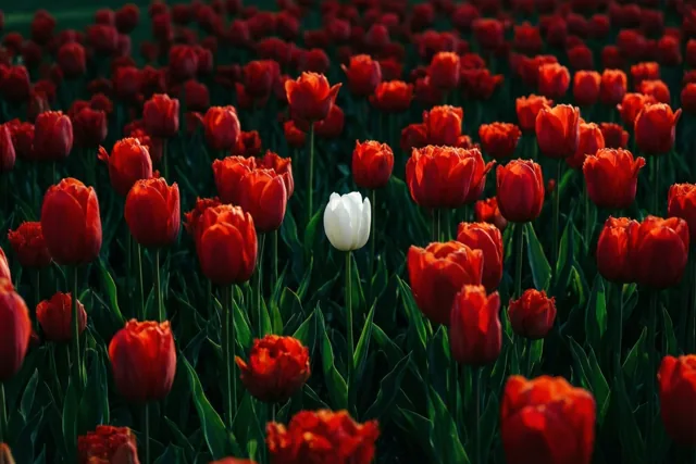 Een witte tulp ertussen