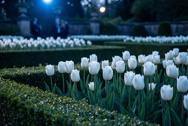 Tulpen in de lenteavond
