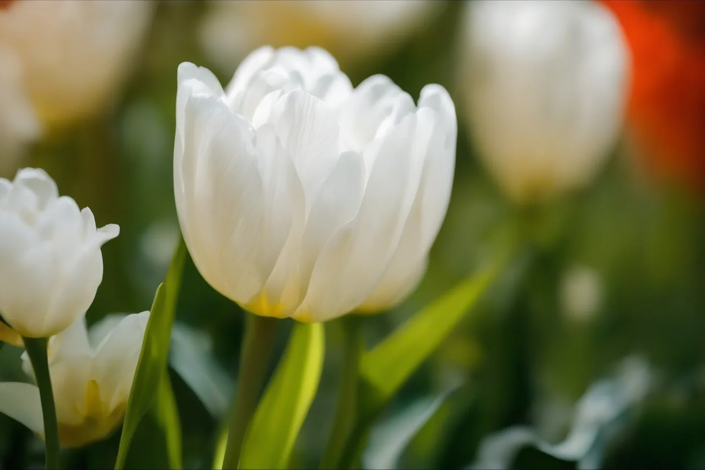 Witte tulpen staan in een lentetuin met onscherp groen en andere bloemen op de achtergrond.