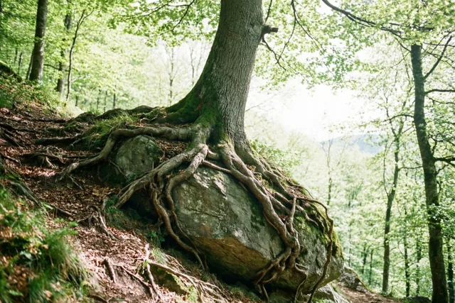 Houvast in het groen