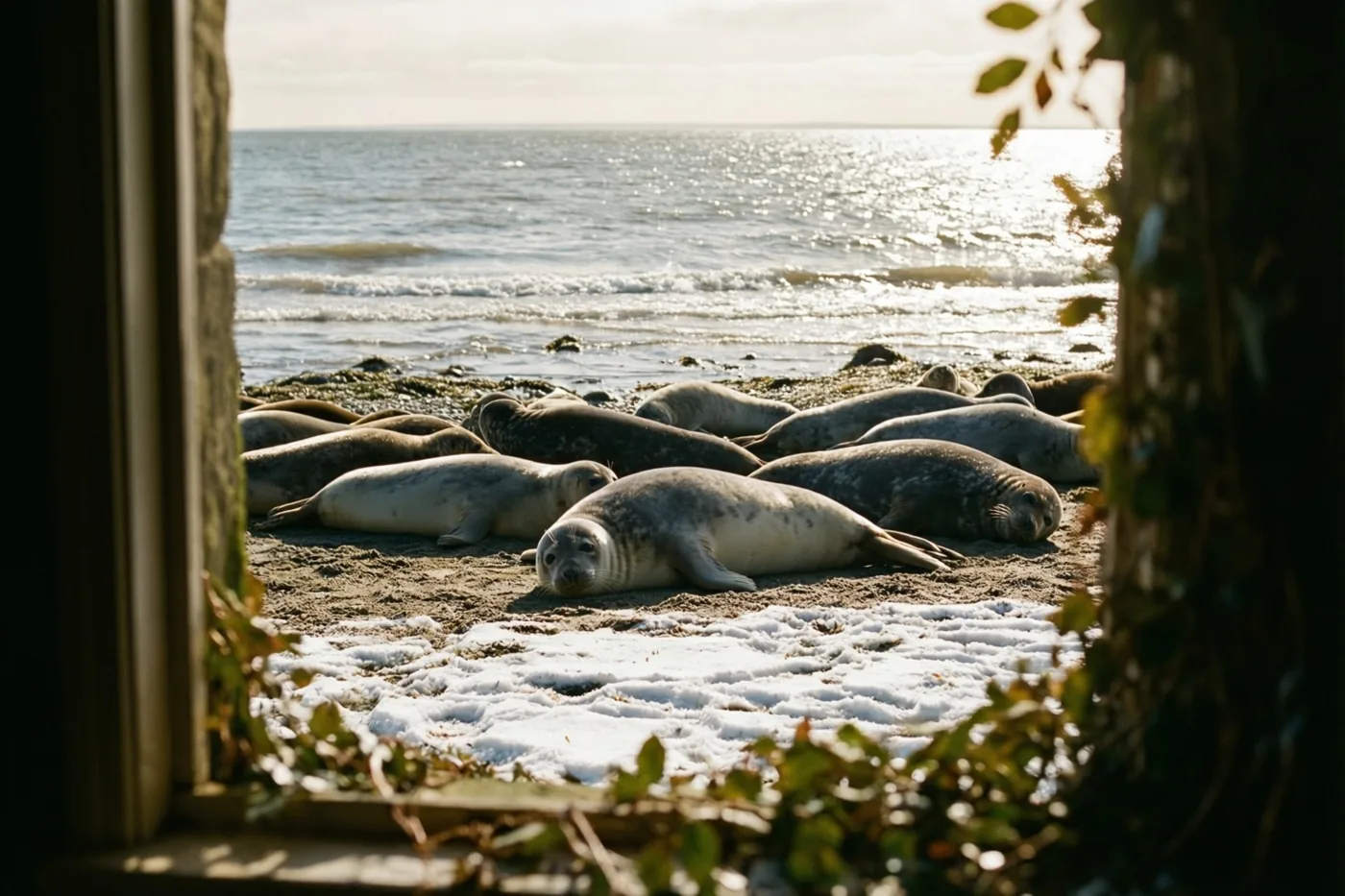 Door een raam met gebladerte langs de randen zijn grijze zeehonden te zien op een licht besneeuwde zandbank bij laagwater, met glinsterend zeewater erachter.