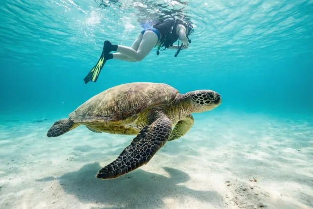 Vakantie op het tempo van schildpadden