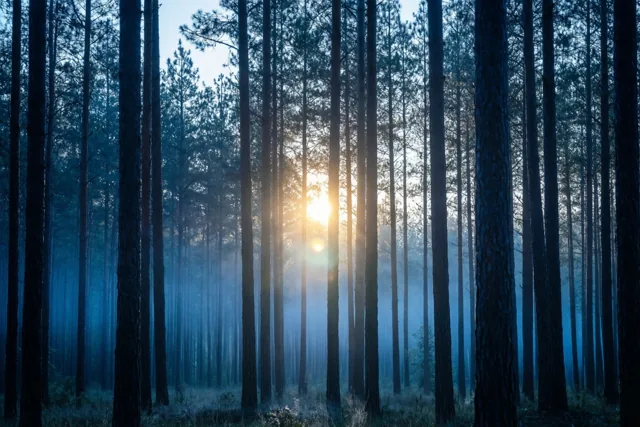 Het dennenbos ontwaakt