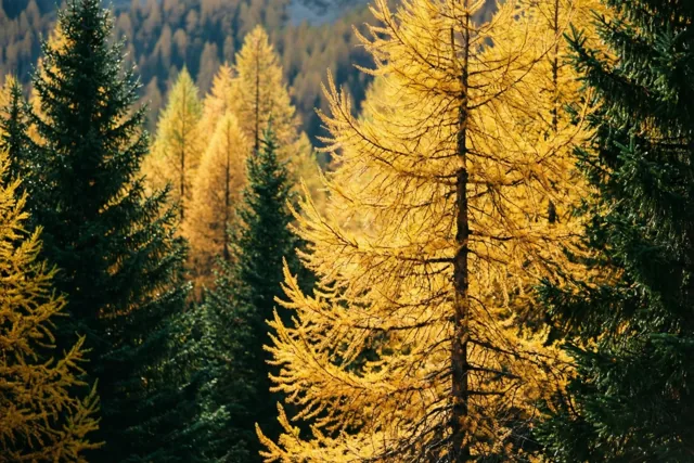 Herfstzon over de lariksen