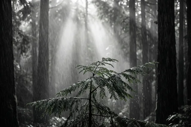 Een lichtpuntje tussen de bomen