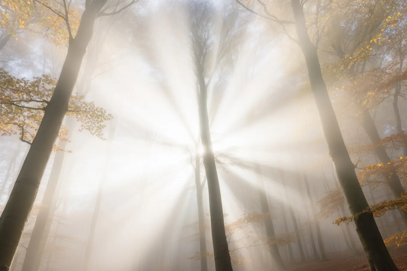Zonnestralen dringen door dichte ochtendmist in een beukenbos in november, met zacht gouden licht en gedempte aardetinten.