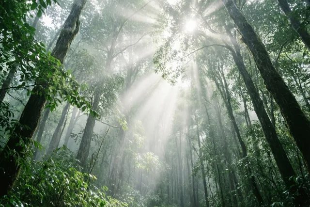 Het bos ademt weer