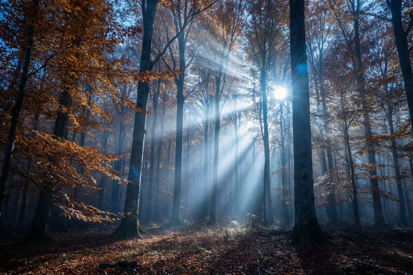 Zonnestralen doorbreken de ochtendmist in een dicht beukenbos met koperkleurige en gouden bladeren, hoge bomen en een bladerentapijt onder een koelblauwe hemel.