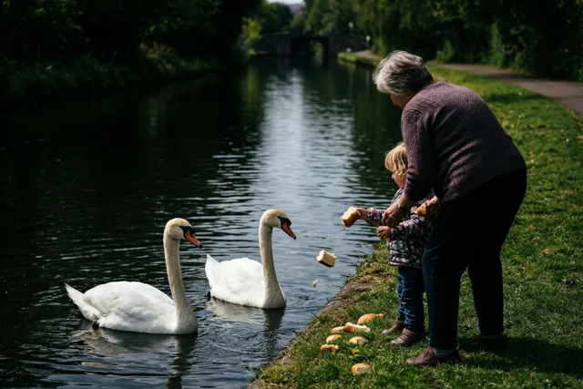 Zwanen kijken met oma