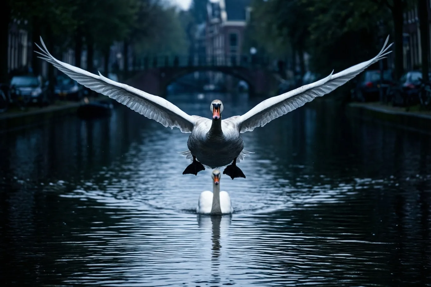 Een zwaan vliegt met gespreide vleugels laag over een donker stadskanaal terwijl een andere op het water drijft, met bomen en gebouwen langs de oevers in koel licht.