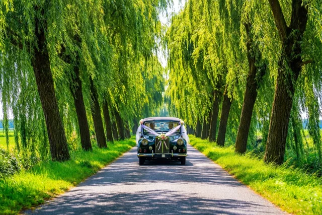 Met de trouwauto langs wilgen