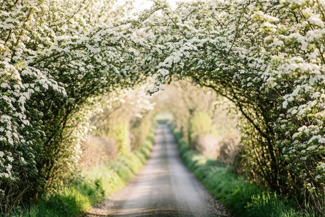 Een weg vol lente