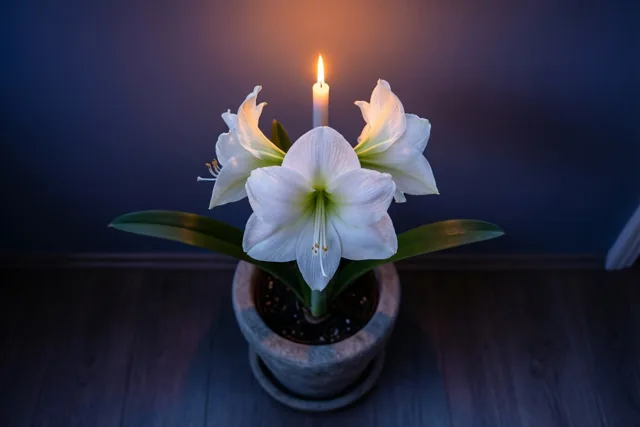 Een witte amaryllis in een eenvoudige stenen pot staat op een donkere houten vloer en wordt verlicht door één kaars tegen een donkere muur.