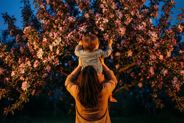 Een moeder tilt haar kind op om de roze bloesems van een appelboom aan te raken, van achteren gezien in goudkleurig licht tegen een diepblauwe avondhemel.