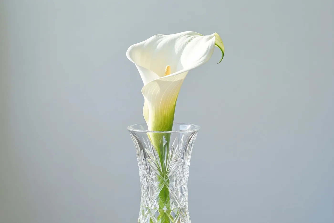 Een witte aronskelk staat in een geslepen kristallen vaas tegen een effen grijze achtergrond, terwijl zacht licht de vorm van de bloem en de patronen in de vaas benadrukt.