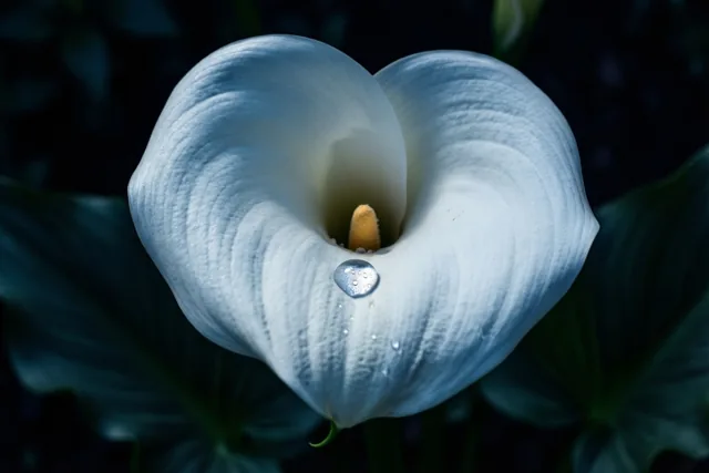 Een witte aronskelk met één waterdruppel op het bloemblad is van dichtbij te zien tegen een donkere achtergrond met groene en blauwe tinten.