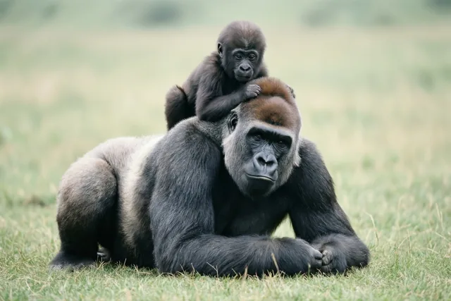Een zilverruggorilla ligt op het gras met een babygorilla op zijn hoofd, tegen een onscherpe achtergrond.