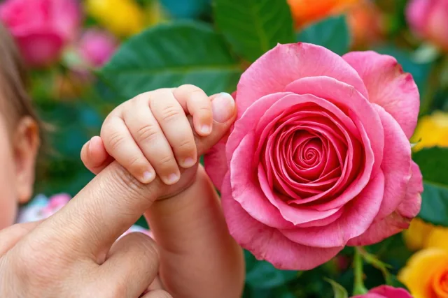 Een babyhandje grijpt de vinger van een volwassene vast naast een open roze roos, met onscherpe bloemen en groene bladeren op de achtergrond.