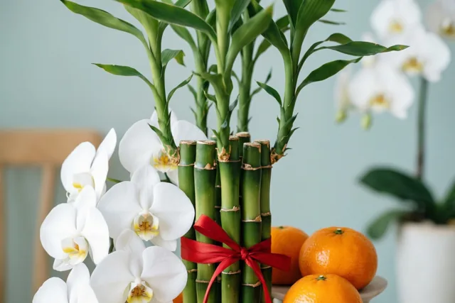 Geluksbamboestengels met een rood lint staan tussen witte orchideeën en mandarijnen tegen een zachtblauwe achtergrond, met een houten stoel gedeeltelijk in beeld.