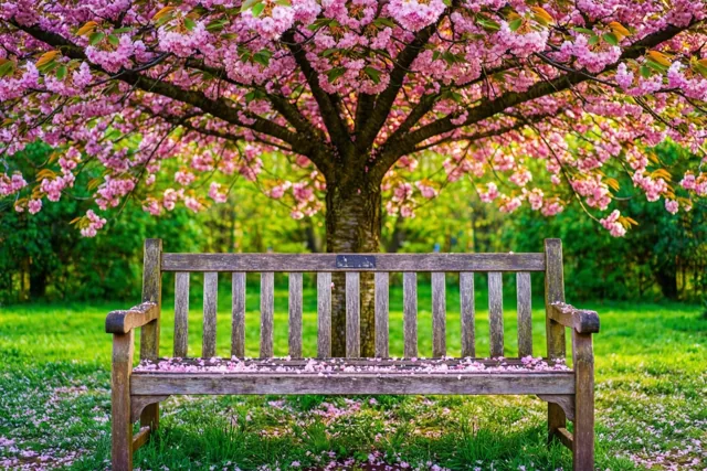 Een houten bank staat onder een grote kersenboom in volle bloei in een groen park, met roze bloemblaadjes op de zitting en het gras in helder daglicht.