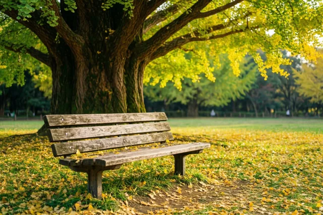 Een houten bankje staat onder een grote ginkgo met goudgele bladeren en op het gras eromheen liggen gevallen gouden bladeren.
