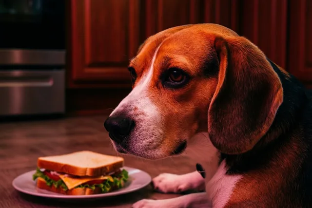 Een beagle zit op een houten keukenvloer en kijkt weg van een belegde boterham op een bord, in warm roodachtig licht.