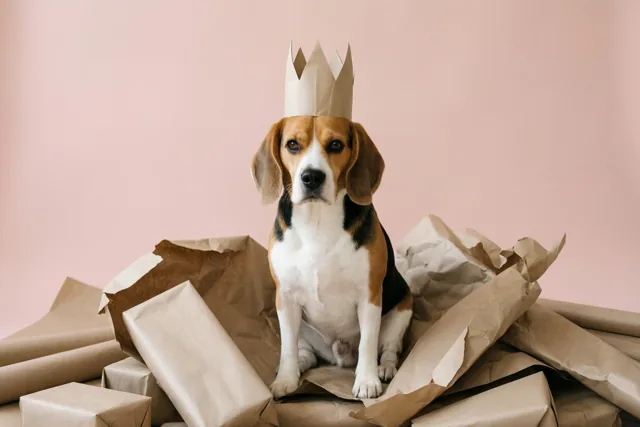 Een beagle met een papieren kroon zit rechtop tussen verfrommeld bruin inpakpapier tegen een effen roze achtergrond.