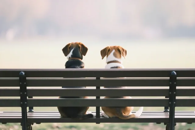 Twee beagles, één bankje