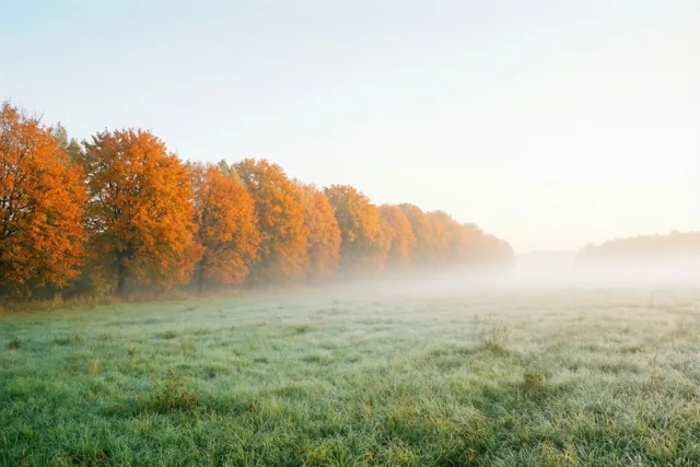 Een rij oranje en gele herfstbomen verdwijnt bij dageraad in de mist, met berijpt groen gras op de voorgrond onder een bleke hemel.
