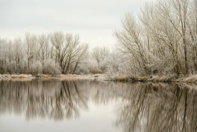 Kale winterbomen met rijp weerspiegelen in stil water onder een bleekgrijze hemel, in zachte witte, grijze en bruine tinten.