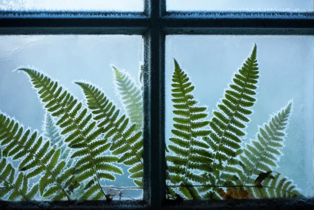 Door een oud raam met donkere houten roeden zijn berijpte varenbladeren te zien tegen een lichtblauwe lucht.