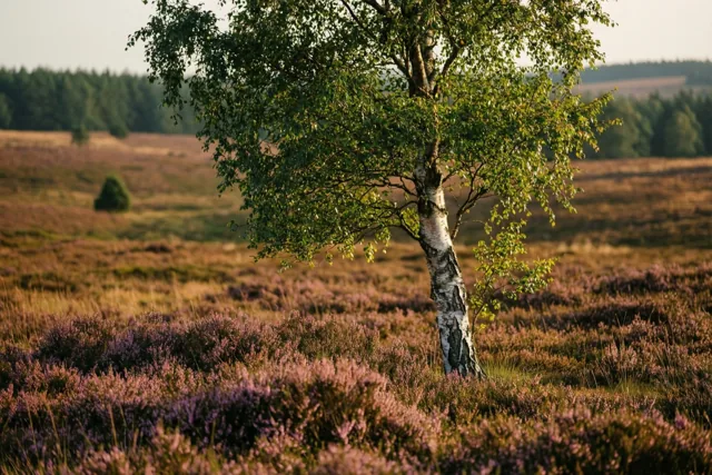 In warm licht bewaard