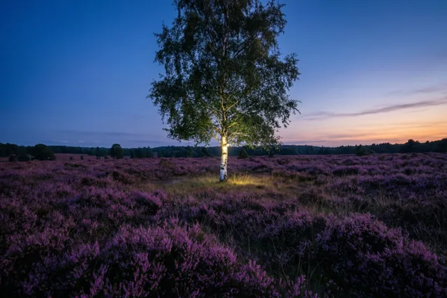 Een enkele berk staat midden op een uitgestrekte paarse heide onder een blauw-paarse schemerlucht met een oranje gloed aan de horizon.