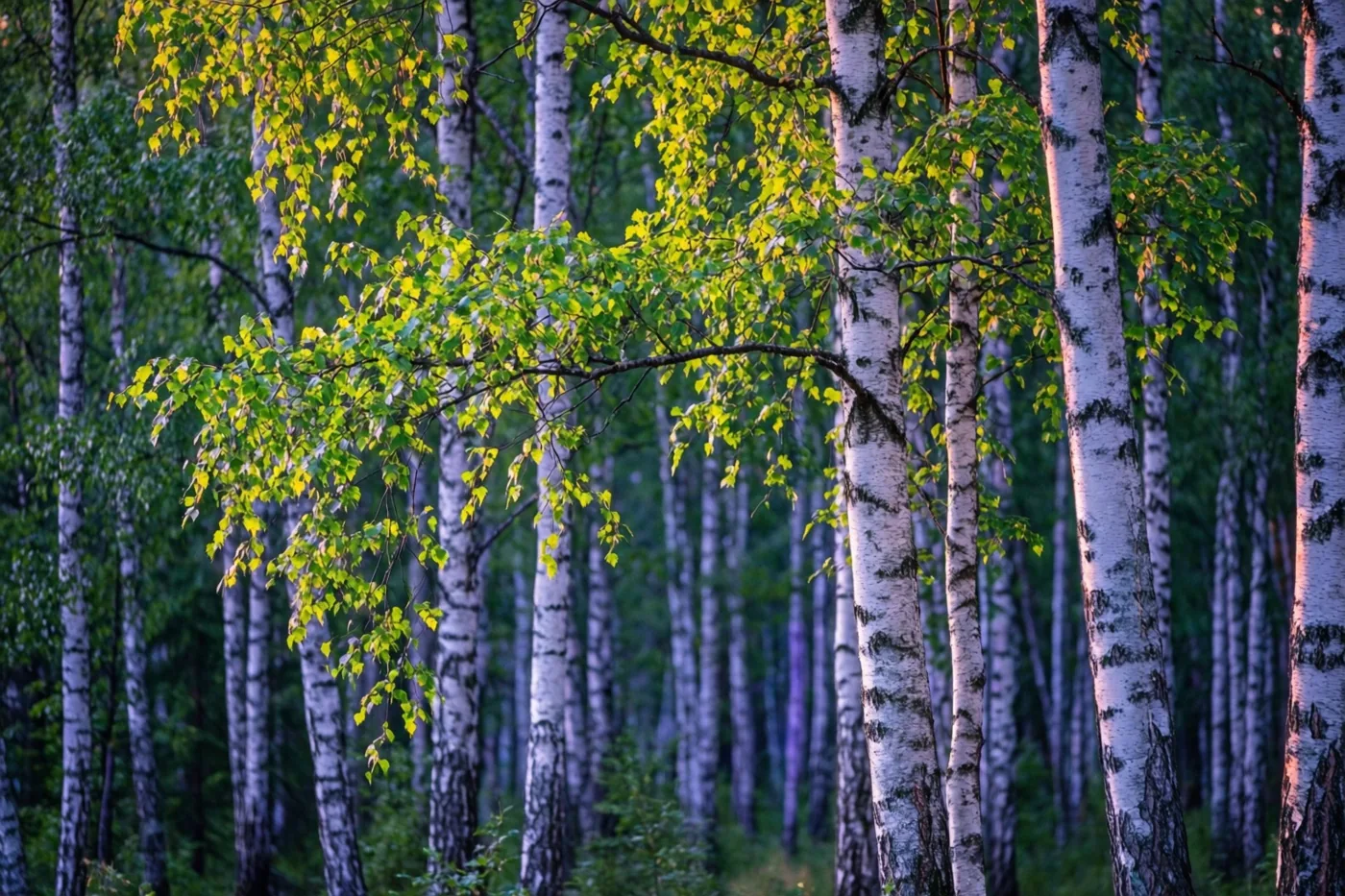 Slanke witte berkenstammen en felgroene bladeren vullen een dicht bos waar zacht, goudkleurig zomerlicht door het bladerdak valt.