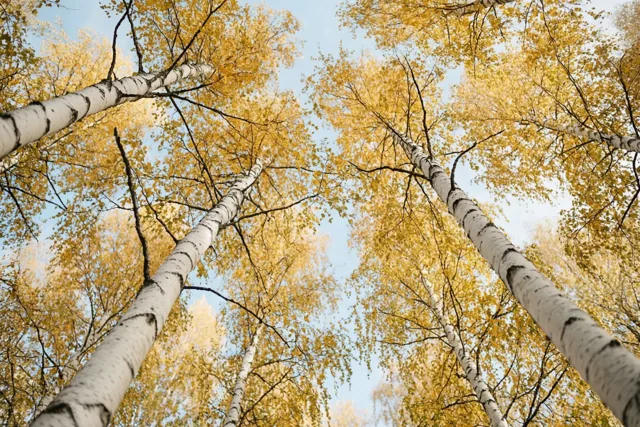 Berken vol herfstgoud