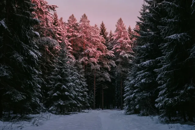 Een besneeuwd dennenbos ligt bij zonsopgang in roze licht dat de boomtoppen verlicht, met sneeuw op de bomen en de grond.
