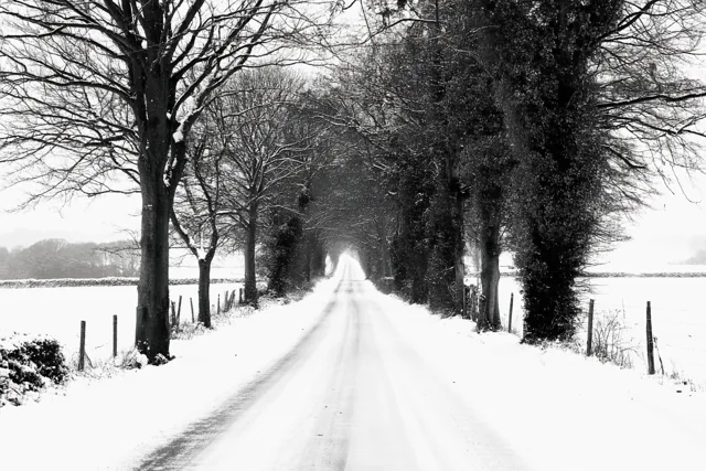 Een besneeuwde landweg met kale bomen aan weerszijden loopt in de verte door in een monochroom winterlandschap.