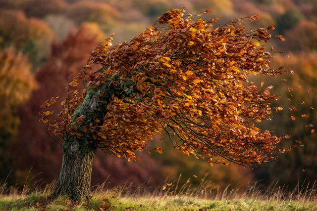 Een beuk met goudoranje herfstbladeren buigt sterk in de wind in een grasveld, met wervelende bladeren en een onscherp bos op de achtergrond.