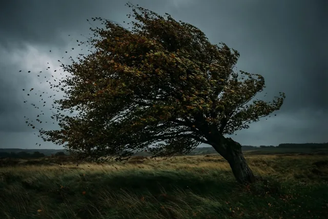 Een beuk buigt sterk in de wind terwijl bladeren over een grasveld waaien onder een donkere stormlucht.