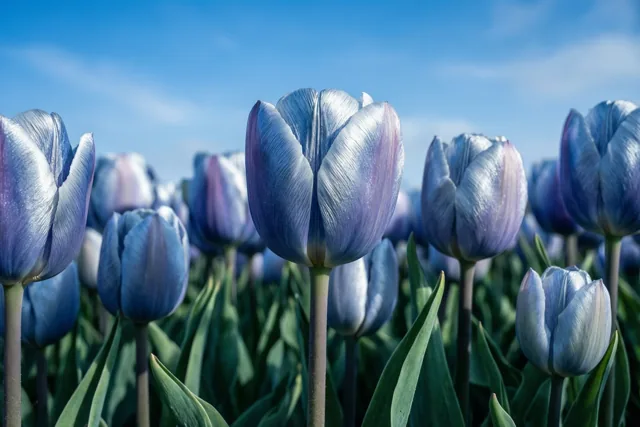 Een veld blauwe en paarse tulpen met groene stengels en bladeren ligt onder een helderblauwe hemel.